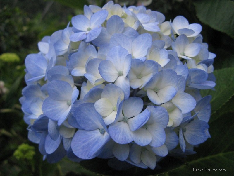 Salento flower blue