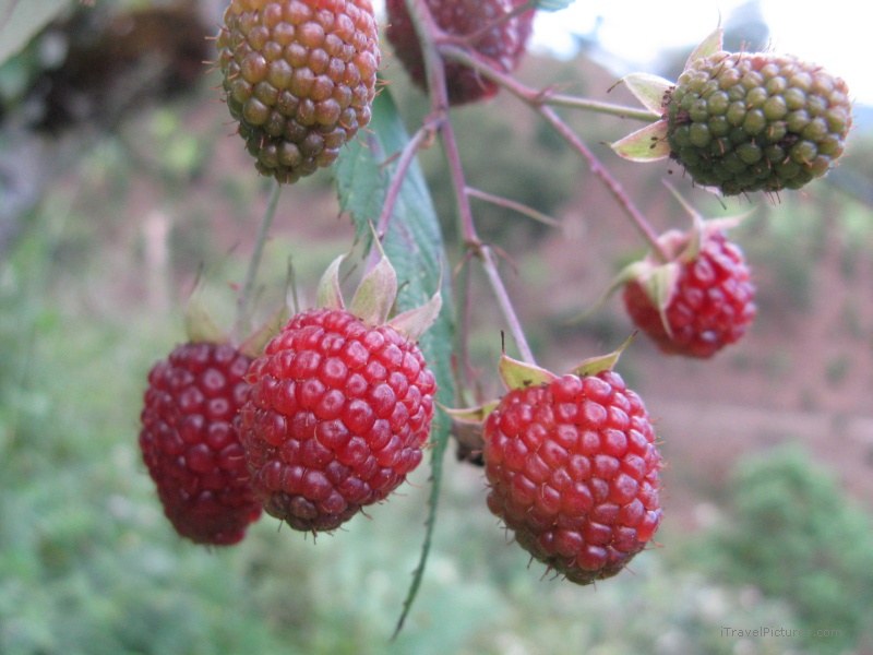 Salento raspberries raspberry fruit