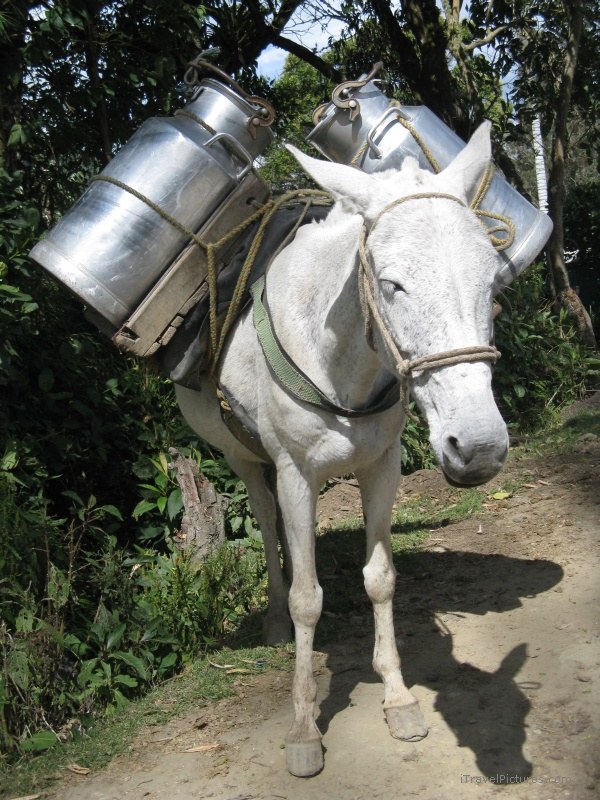 Salento horse carrying milk
