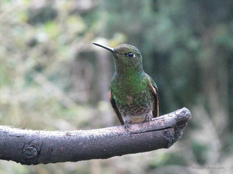 Salento hummingbird bird Cocora
