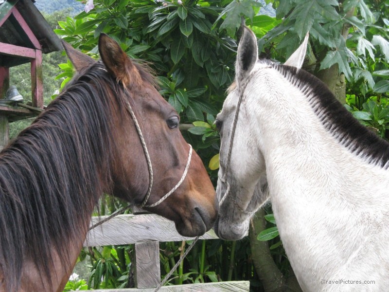 Salento horse horses Cocora