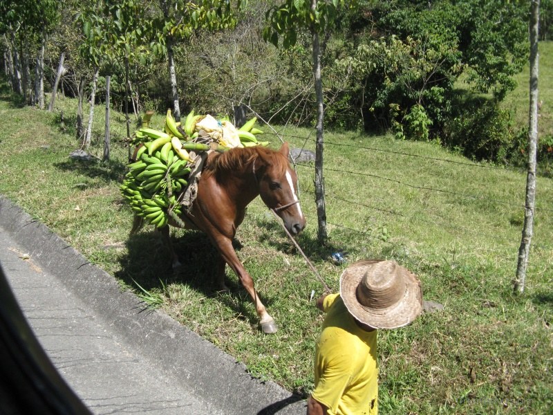 horse carrying banana bananas hat