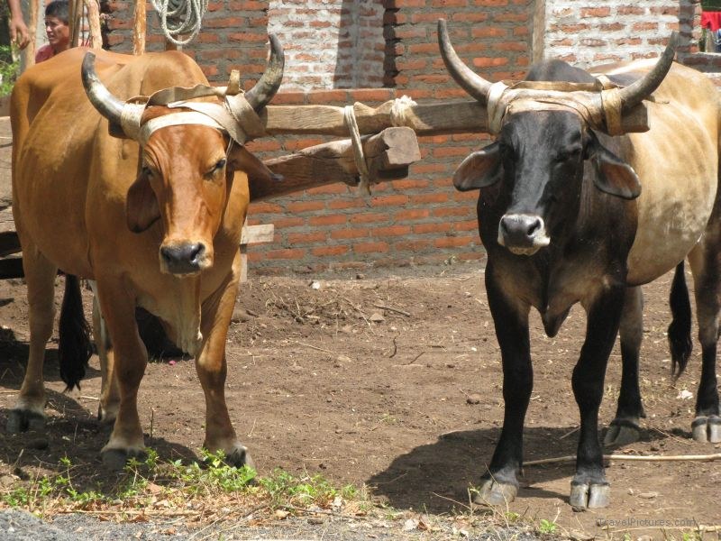 Maderas oxen Mérida cow cows