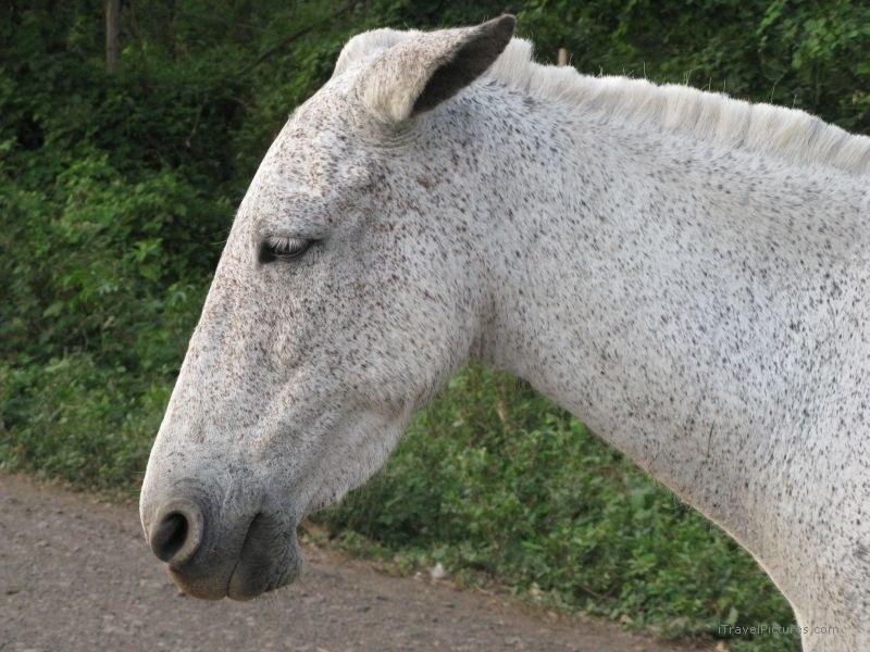 Maderas horse Mérida