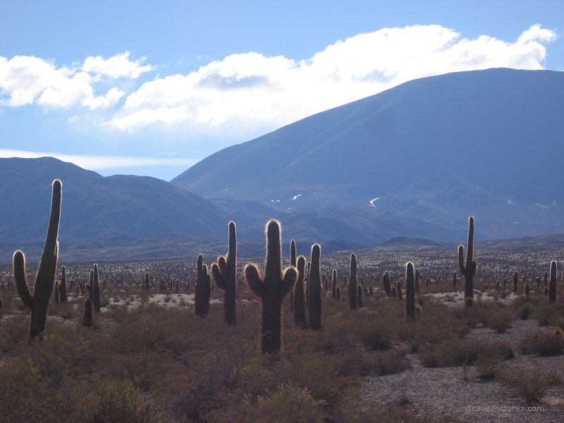 Cacti cactus