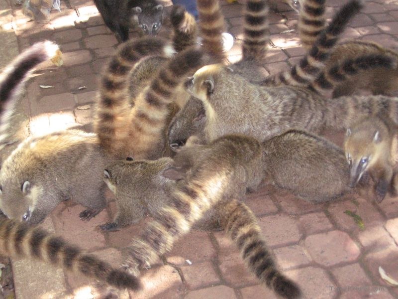 coatis coati