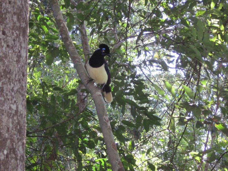bird