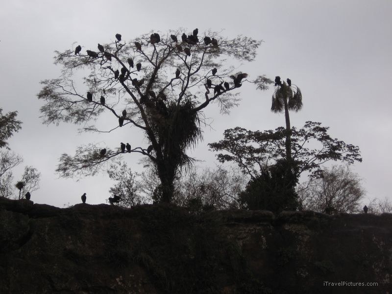 birds birds tree