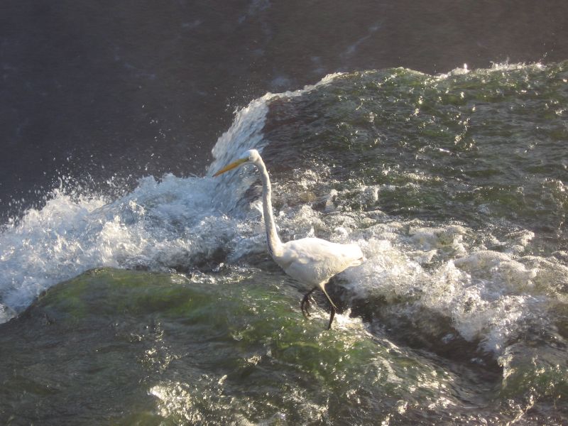 Iguazu Falls waterfall bird