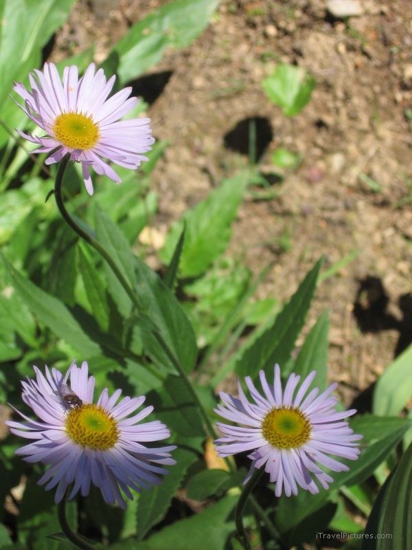 Yoho national park flower flowers fly