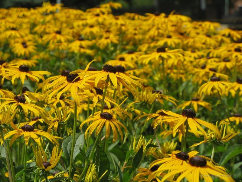 Toronto flowers flower yellow