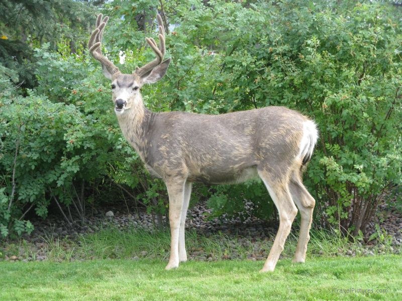 Jasper national park deer