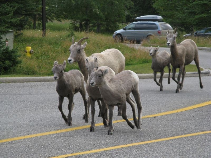 Jasper national park bighorn sheep Miette running