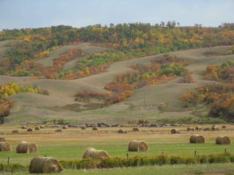 Qu'appelle valley bale bales koyo autumn fall tree trees