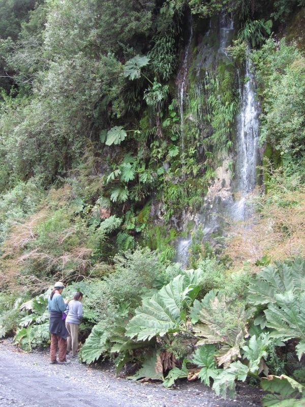 Parque PumalÃ­n waterfall by the road leaf leaves
