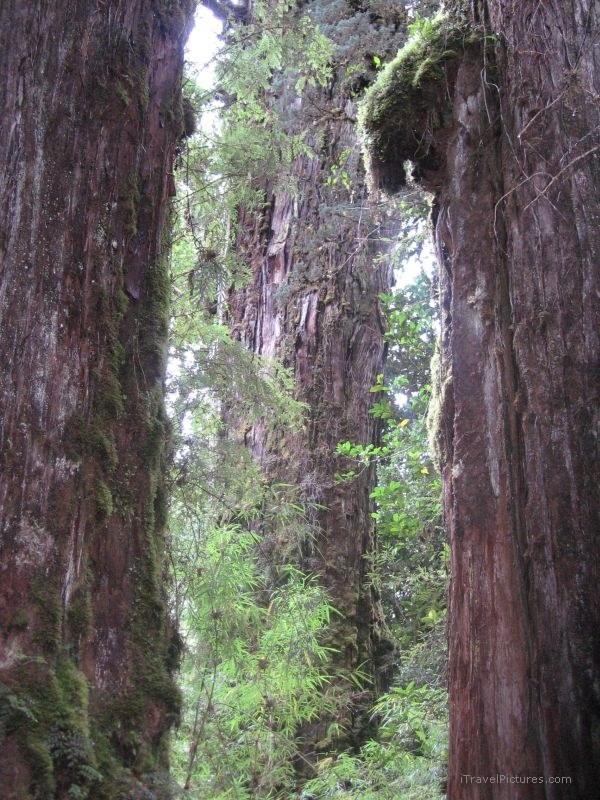 Parque PumalÃ­n trees tree Pumalin national park