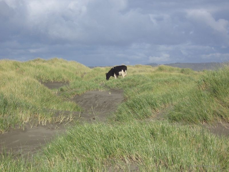 ChiloÃ© national park cow grass sand