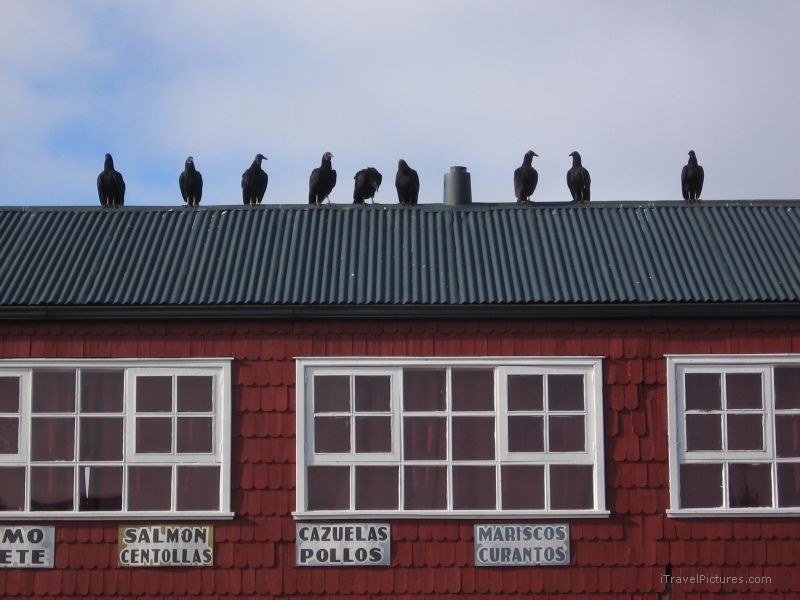 Isla Quinchao birds bird roof Dalcahue