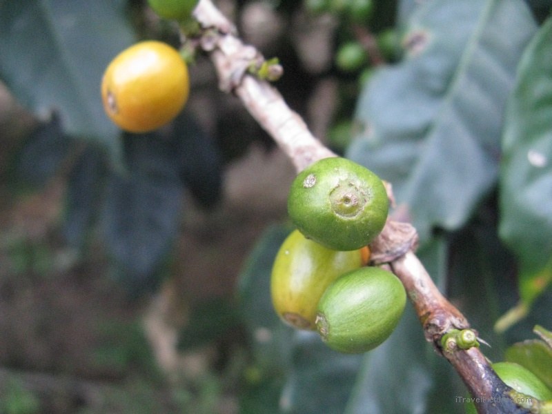 Salento coffee beans bean