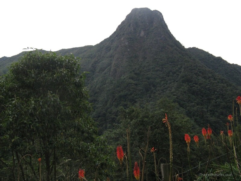 Cocora hill