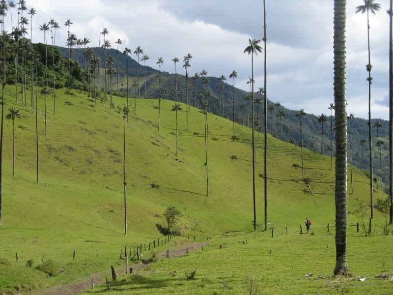 Salento Cocora palm tree trees wax palms