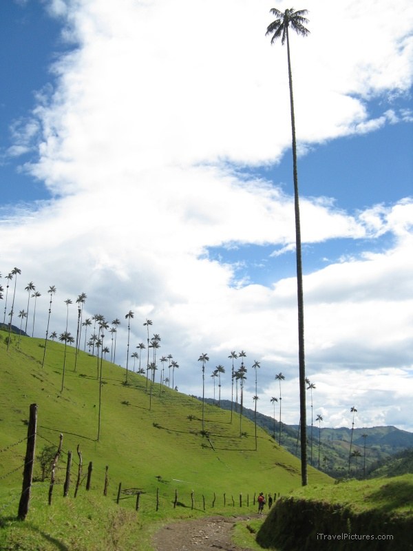 Salento Cocora valley wax palms palm tree trees tall