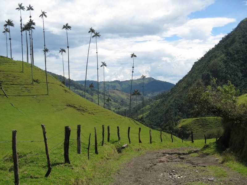Salento Cocora valley wax palms palm tree trees fence road