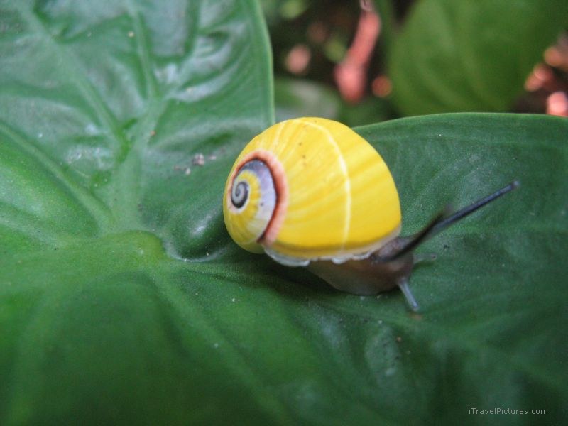 Baracoa snail yellow colored leaf