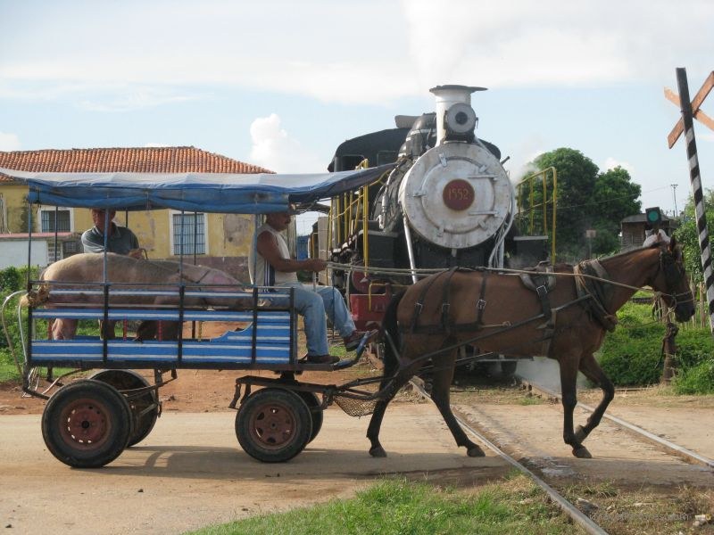 steam train cart carrying pig horse railway tracks