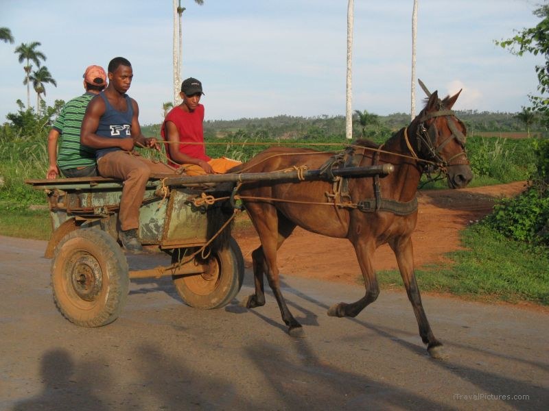 Viñales horse cart man men road