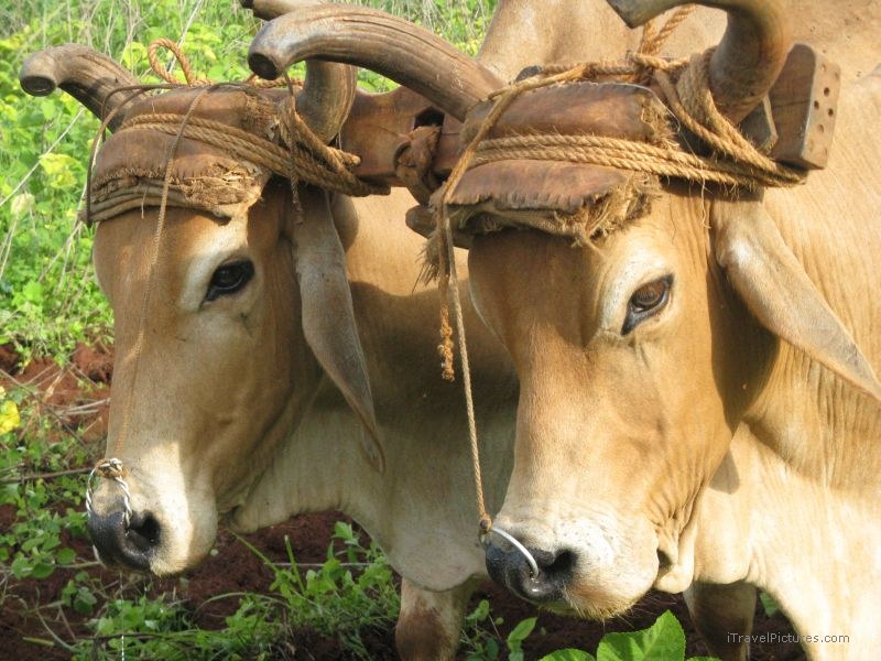 Viñales oxen farming