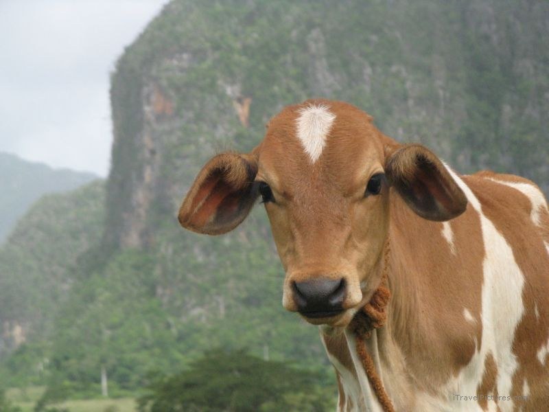 Viñales calf cow baby