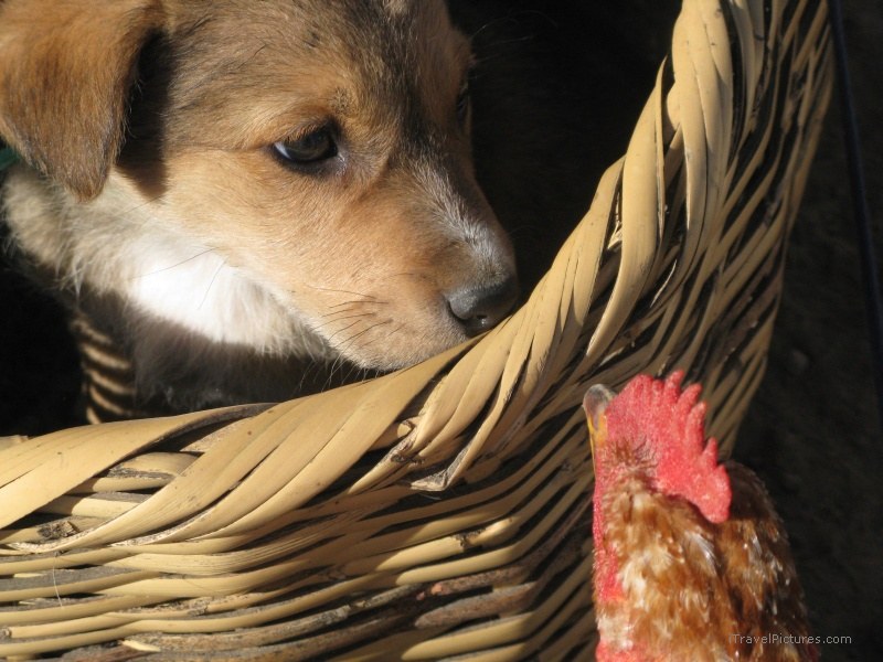 Otavalo dog chicken market