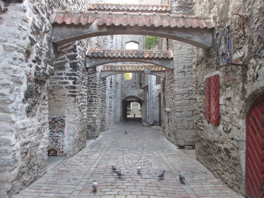 ock alley pigeon