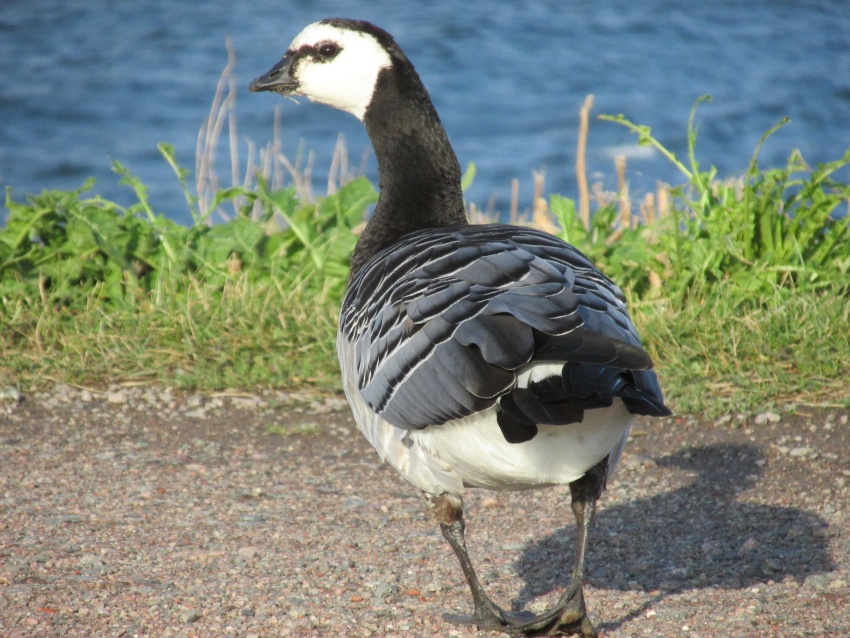 oose bird