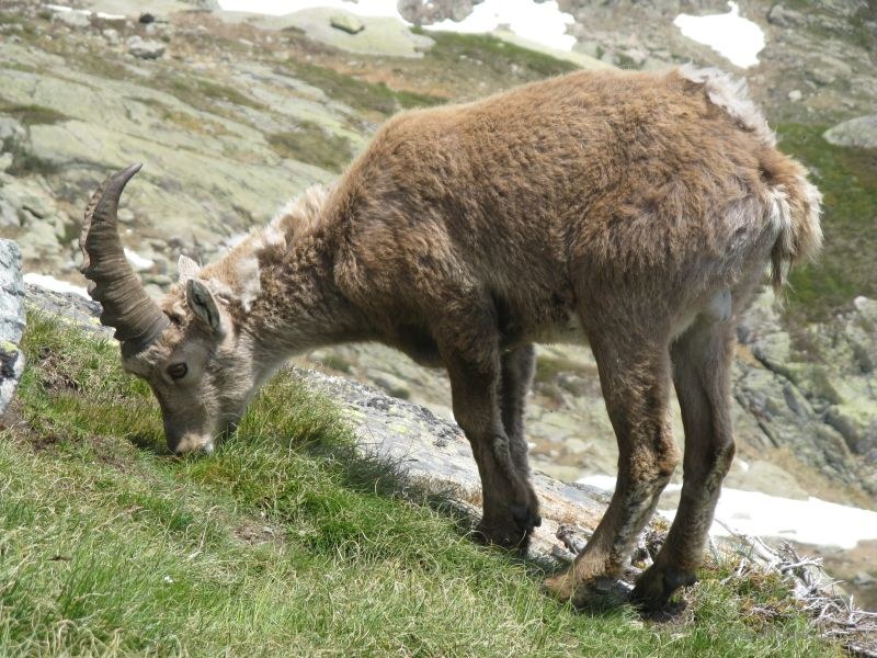 Chamonix animal chamois horn horns
