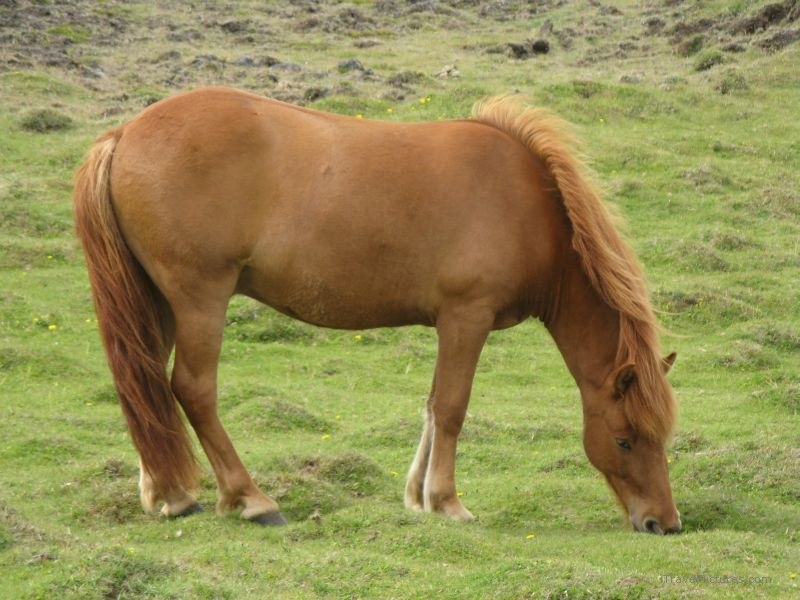 Heimaey horse