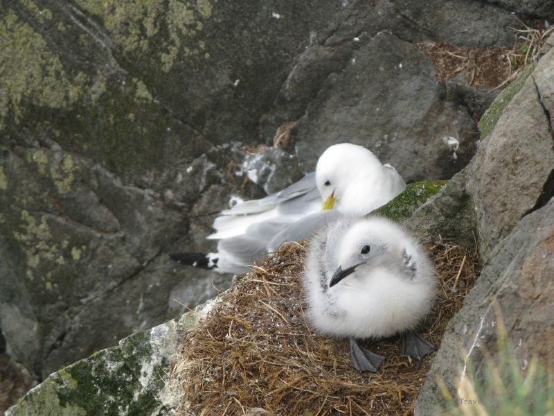 Latrabjarg seagull bird baby