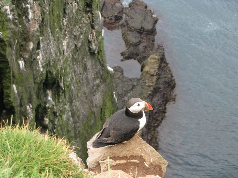 Latrabjarg puffin bird cliff
