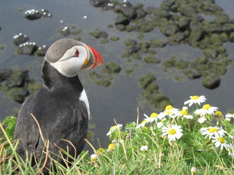 Latrabjarg puffin bird cliff flower flowers