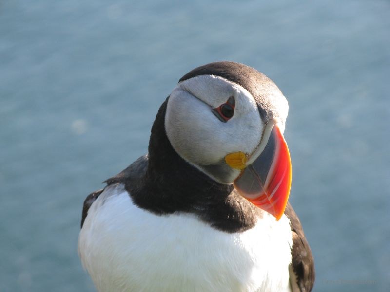 Latrabjarg puffin bird