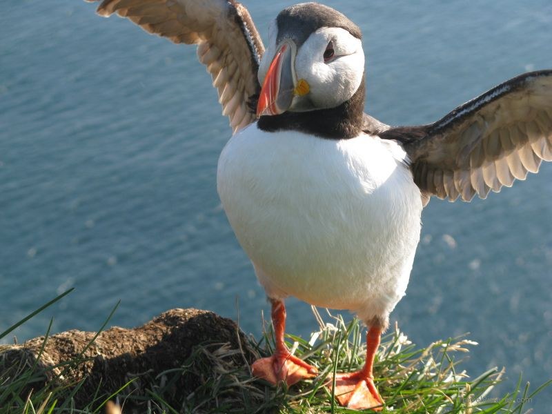 Latrabjarg puffin bird