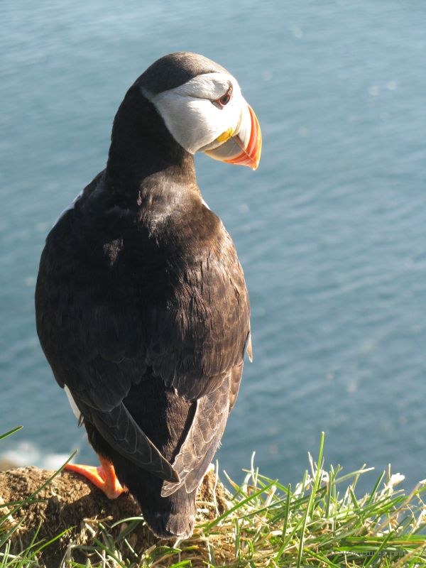 Latrabjarg puffin bird