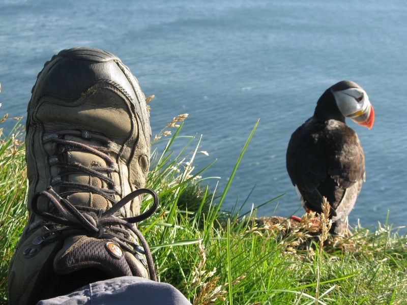 Latrabjarg puffin foot me chris bird