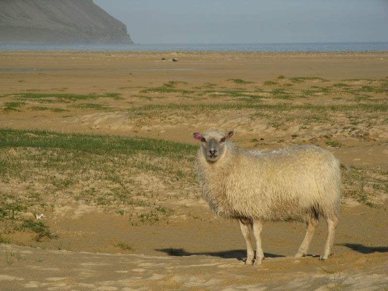 Breioavik sheep beech