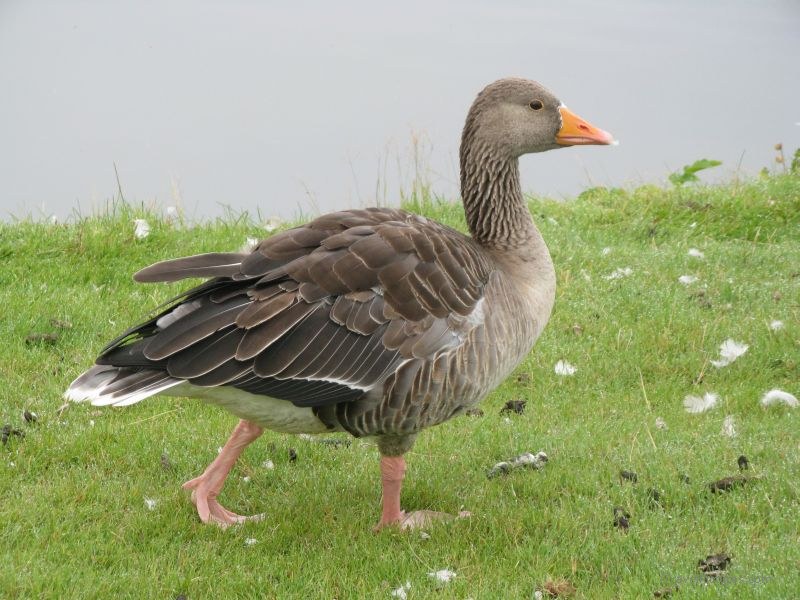 Reykjavik pink-footed goose