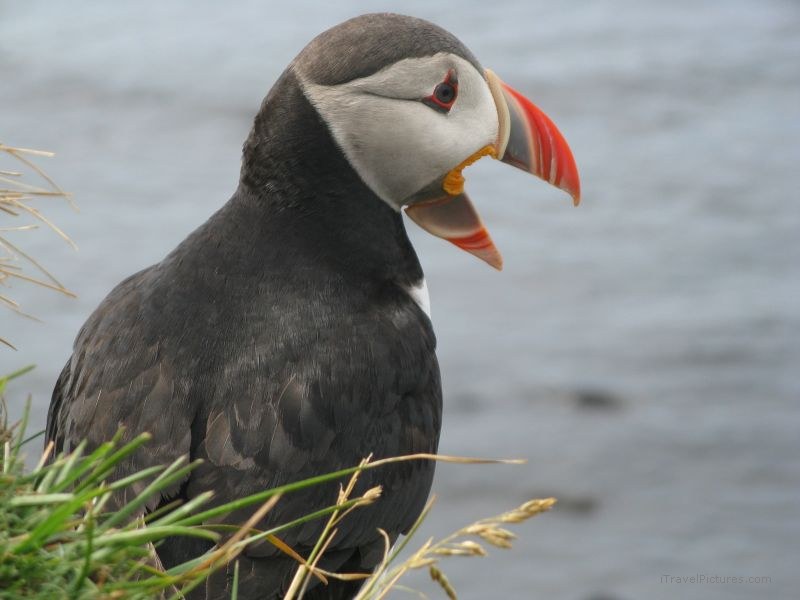 Latrabjarg puffin bird