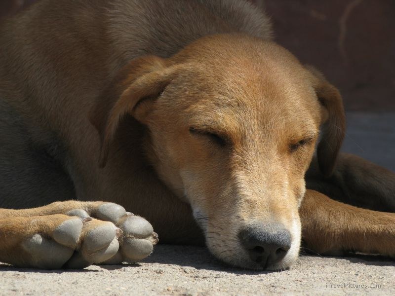 Aurangabad dog sleeping paw
