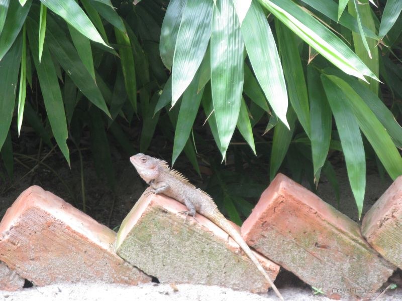 Keralan backwaters lizard brick