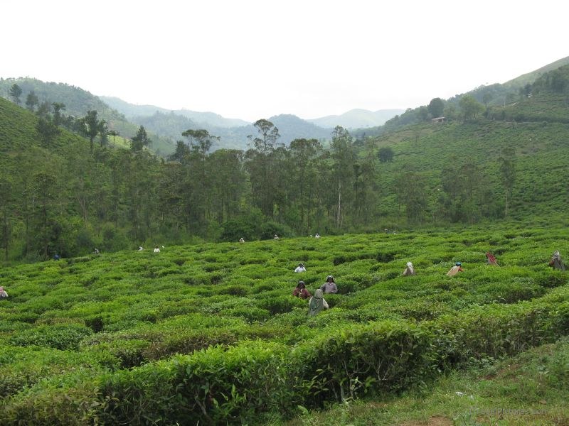 Kumily tea fields picking